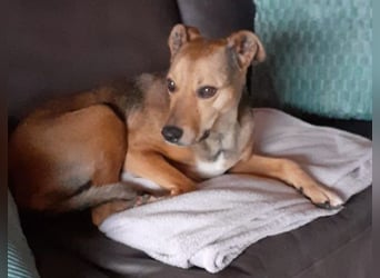 Sos für Liza ...sie verliert ihr Zuhause ! Es wird dringend ein Platz gesucht .