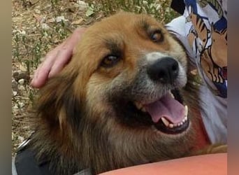Stella bereits in Deutschland. Wunderschön, wuschelig und menschenbezogen...das ist Stella !