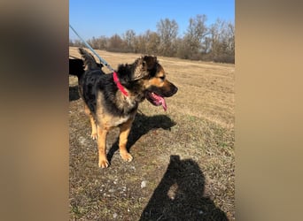 Harcos, der Kämpfer, Lebenslust auf 3 Beinen !