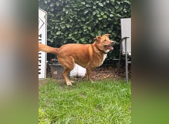 SOS für den hübschen Robin ! Bereits in Deutschland..hat leider sein Zuhause verloren !