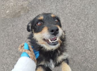 Mókus,  eine junge freundliche Hundemutter, sucht ihr Glück !