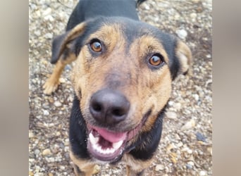 Gino, seit dem Welpenalter im Tierheim, ist verschmust und freundlich !