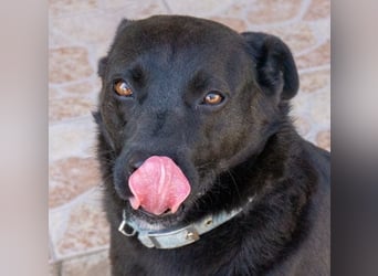 Süße freundliche Noir auf einer Pflegestelle in Herdecke !