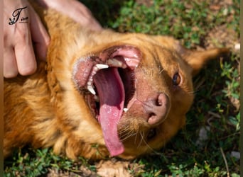 Mirtill, ein bezaubernde aktive Hündin sucht ihr "Für-immer-Zuhause "!