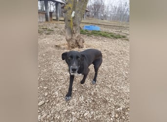 Kleiner pfiffiger Fifi sucht die Gesellschaft von Menschen !