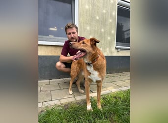 SOS für den hübschen Robin ! Bereits in Deutschland..hat leider sein Zuhause verloren !