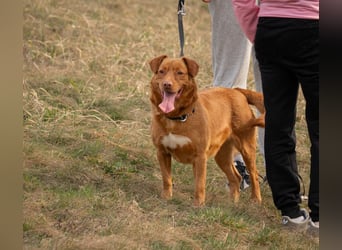Mirtill, ein bezaubernde aktive Hündin sucht ihr "Für-immer-Zuhause "!
