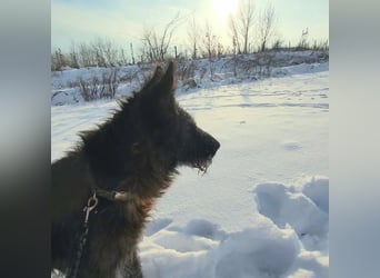 Freundliche und menschenbezogene  Wendy sucht liebevolle Familie !