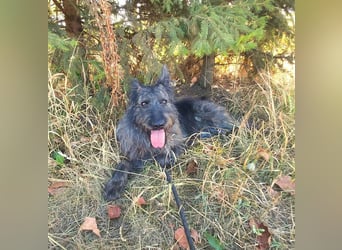 Freundliche und menschenbezogene  Wendy sucht liebevolle Familie !