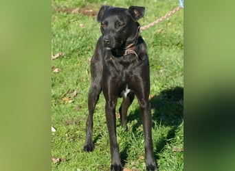 Süße freundliche Noir auf einer Pflegestelle in Herdecke !