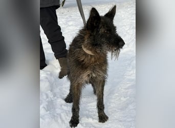 Freundliche und menschenbezogene  Wendy sucht liebevolle Familie !