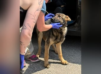 Szifon, ein lernbegieriger junger Schäfi-Mix, sucht seine Menschen !