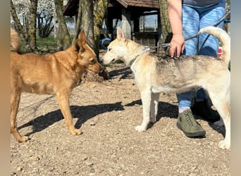 Barka Mama , ein bezaubernde hübsche Hundemama sucht Ihr Glück !