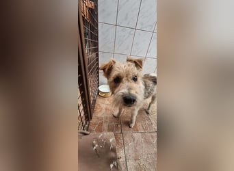 Niedlicher Picur im besten Alter..ein Typischer Terrier !