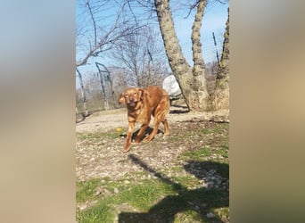 Suzy, eine wunderschöne Hündin, reist am 28.6. auf eine Pflegestelle nach Deutschland