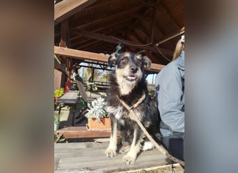 Mókus,  eine junge freundliche Hundemutter, sucht ihr Glück !