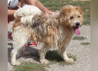 Niedlicher Picur im besten Alter..ein Typischer Terrier !