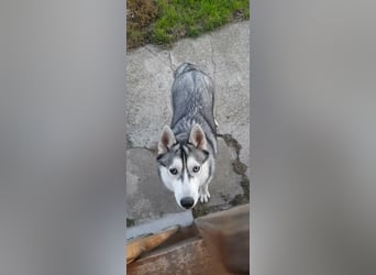 Lilit, wunderschöne Husky-Mix Hündin, ein Rohdiamant !