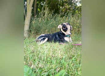 Sajo wurde ausgesetzt und angebunden auf einem Friedhof aufgefunden