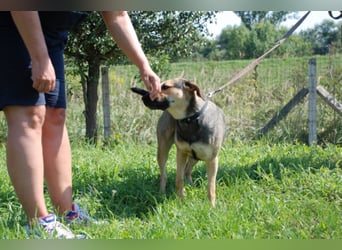 Artur 2, noch in Ungarn, möchte sein Leben als Streuner hinter sich lassen