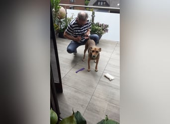 Sos für Liza ...sie verliert ihr Zuhause ! Es wird dringend ein Platz gesucht .