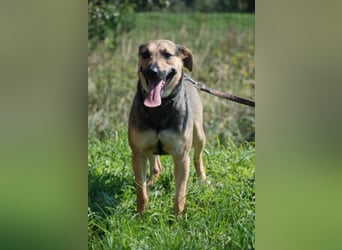 Artur 2, noch in Ungarn, möchte sein Leben als Streuner hinter sich lassen