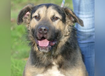 Harcos, der Kämpfer, Lebenslust auf 3 Beinen !