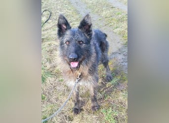 Freundliche und menschenbezogene  Wendy sucht liebevolle Familie !