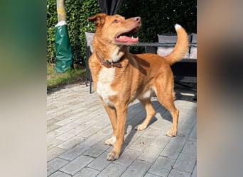 SOS für den hübschen Robin ! Bereits in Deutschland..hat leider sein Zuhause verloren !