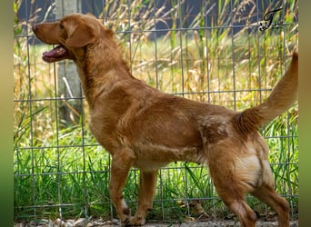 Mirtill, ein bezaubernde aktive Hündin sucht ihr "Für-immer-Zuhause "!