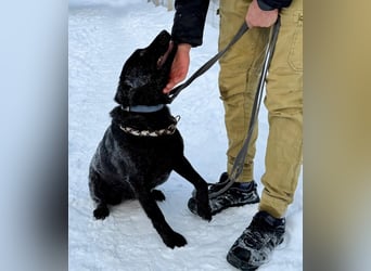 Quirlige Boszi möchte ein vollwertiges Familienmitglied werden !