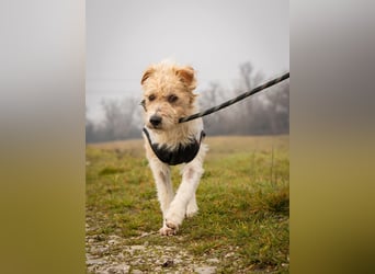 Niedlicher Picur im besten Alter..ein Typischer Terrier !