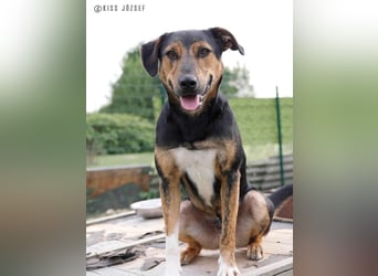 Gino, seit dem Welpenalter im Tierheim, ist verschmust und freundlich !