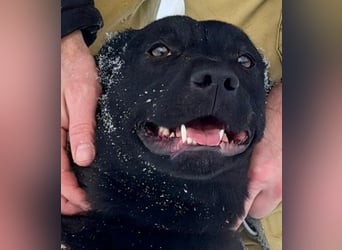 Quirlige Boszi möchte ein vollwertiges Familienmitglied werden !