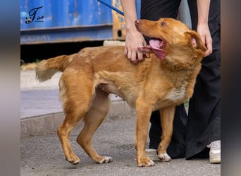 Mirtill, ein bezaubernde aktive Hündin sucht ihr "Für-immer-Zuhause "!