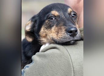 Gino, seit dem Welpenalter im Tierheim, ist verschmust und freundlich !