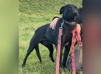 Süße freundliche Noir auf einer Pflegestelle in Herdecke !