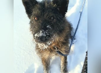 Freundliche und menschenbezogene  Wendy sucht liebevolle Familie !