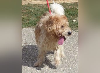 Niedlicher Picur im besten Alter..ein Typischer Terrier !