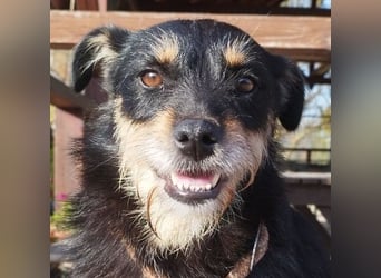 Mókus,  eine junge freundliche Hundemutter, sucht ihr Glück !