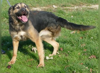 Harcos, der Kämpfer, Lebenslust auf 3 Beinen !