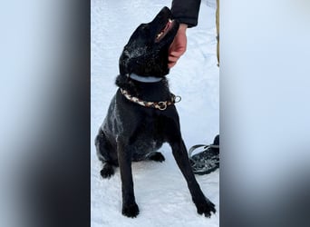 Quirlige Boszi möchte ein vollwertiges Familienmitglied werden !