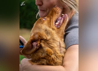 Mirtill, ein bezaubernde aktive Hündin sucht ihr "Für-immer-Zuhause "!