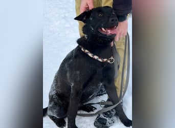 Quirlige Boszi möchte ein vollwertiges Familienmitglied werden !