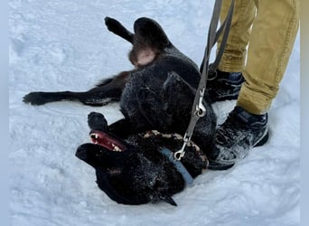 Quirlige Boszi möchte ein vollwertiges Familienmitglied werden !