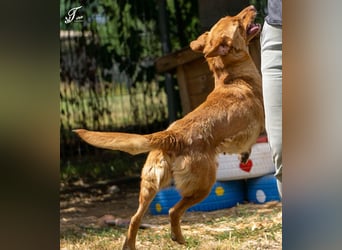 Mirtill, ein bezaubernde aktive Hündin sucht ihr "Für-immer-Zuhause "!