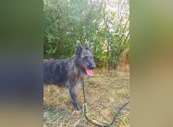 Freundliche und menschenbezogene  Wendy sucht liebevolle Familie !