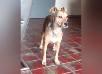 Sos für Liza ...sie verliert ihr Zuhause ! Es wird dringend ein Platz gesucht .