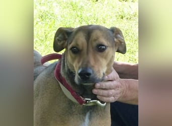 Sos für Liza ...sie verliert ihr Zuhause ! Es wird dringend ein Platz gesucht .