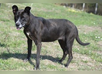Keszi sucht ihr Glück,nachdem sie von ihrem Besitzer wieder ans  Tierheim zurückgegeben wurde !eben.